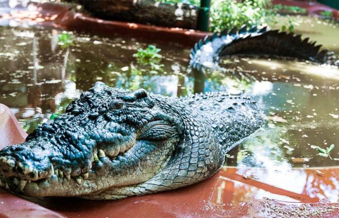 È morto in Australia Cassio, il coccodrillo più grande del mondo in cattività