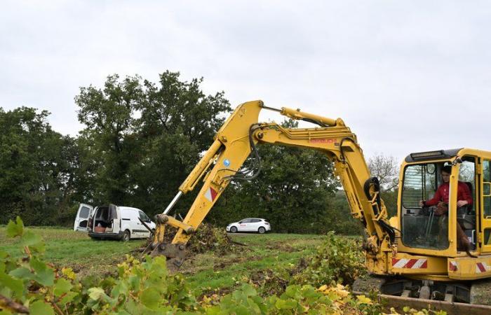 Mancanza di rendimento, diffusione di malattie, ottimizzazione dei terreni… Un giovane agricoltore del Gers sradica un appezzamento di vite