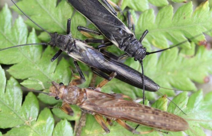 Perle, questi insetti il ​​cui colore è stato trasformato dall'uomo