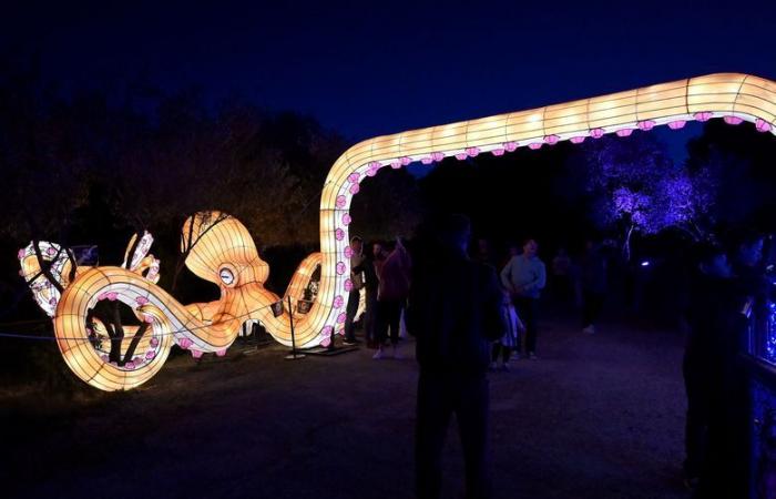 FOTO – Le luci dell'Africa nella Riserva africana di Sigean: magia visiva vicino a Narbonne