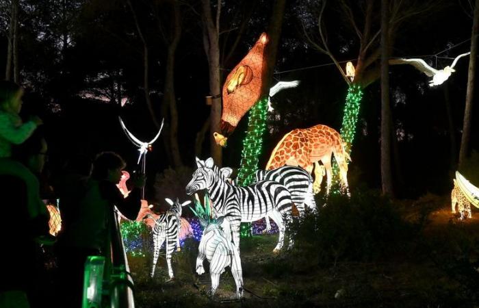 FOTO – Le luci dell'Africa nella Riserva africana di Sigean: magia visiva vicino a Narbonne