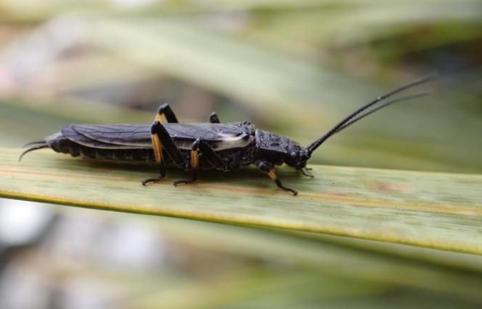 Perle, questi insetti il ​​cui colore è stato trasformato dall'uomo