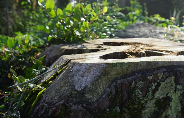 Negli Stati Uniti, il destino delle antiche foreste è sospeso dalle elezioni presidenziali