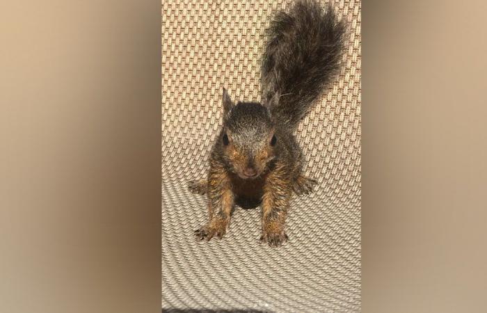 Peanut the Squirrel scatena una tempesta di fuoco sui social media dopo che i funzionari di New York lo hanno soppresso