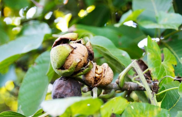 Resilienza: l’industria delle noci del Sud-Ovest vuole reinventarsi di fronte alle sfide climatiche | Agricoltura Massiccio centrale