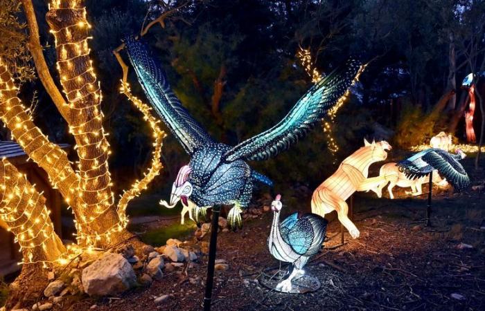 FOTO – Le luci dell'Africa nella Riserva africana di Sigean: magia visiva vicino a Narbonne