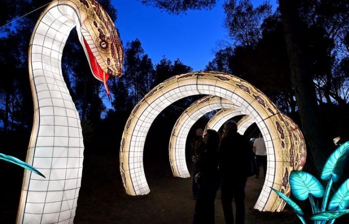 FOTO – Le luci dell'Africa nella Riserva africana di Sigean: magia visiva vicino a Narbonne