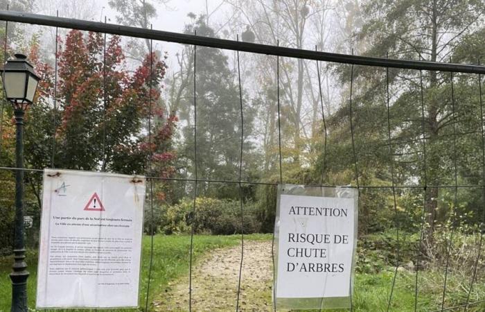 Un centinaio di pioppi lungo l'Orne, indeboliti da una tempesta, saranno abbattuti ad Argentan