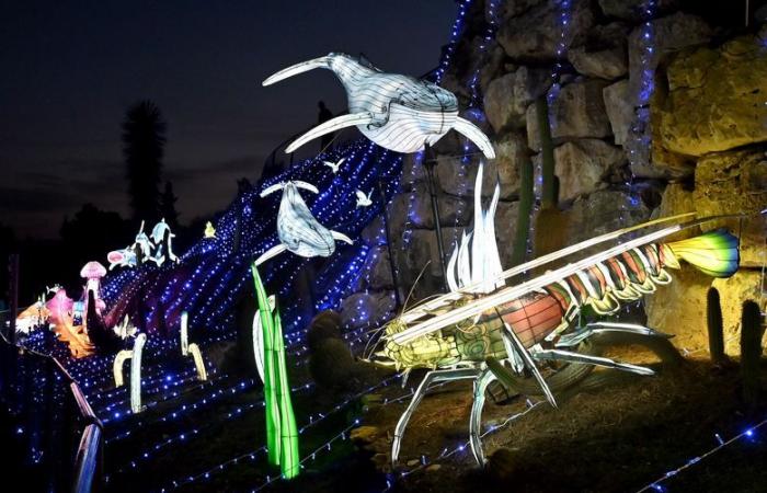 FOTO – Le luci dell'Africa nella Riserva africana di Sigean: magia visiva vicino a Narbonne