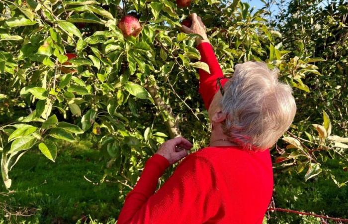 In Dordogna, questo arboricoltore offre ai clienti la possibilità di raccogliere le proprie mele