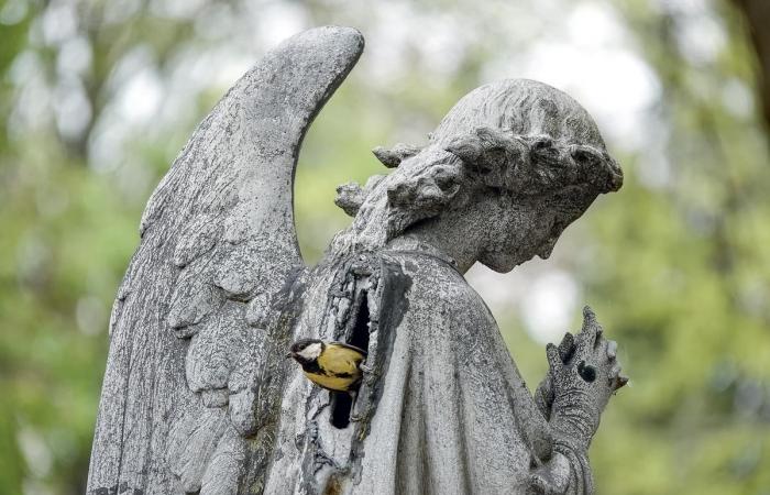 Benoît Gallot, l'uomo che immortala la vita del cimitero del Père-Lachaise