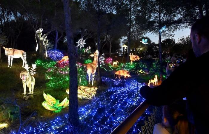 FOTO – Le luci dell'Africa nella Riserva africana di Sigean: magia visiva vicino a Narbonne