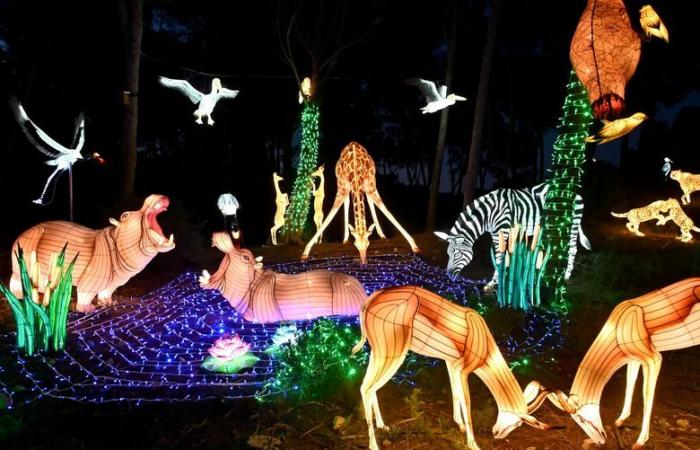 FOTO – Le luci dell'Africa nella Riserva africana di Sigean: magia visiva vicino a Narbonne