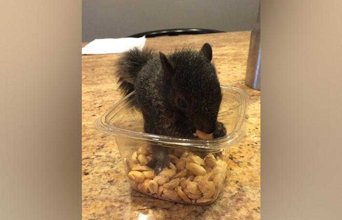 Peanut the Squirrel scatena una tempesta di fuoco sui social media dopo che i funzionari di New York lo hanno soppresso