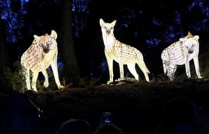 FOTO – Le luci dell'Africa nella Riserva africana di Sigean: magia visiva vicino a Narbonne