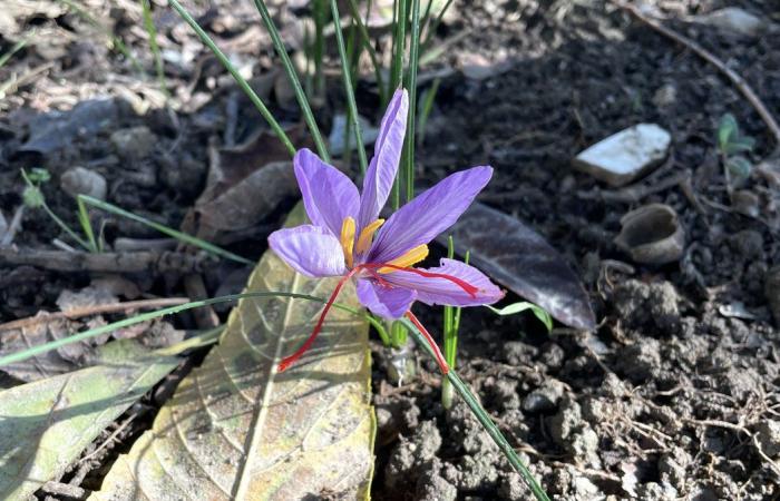 FATTO DEL GIORNO Lo zafferano più popolare che mai nel colore locale