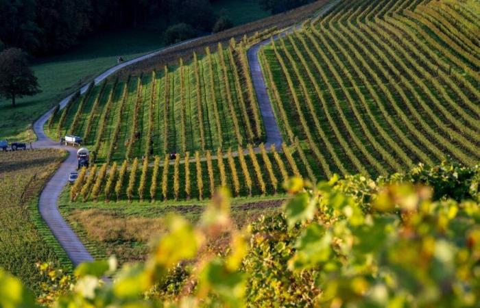 Côtes de l’Orbe: il diamante grezzo del vigneto vodese