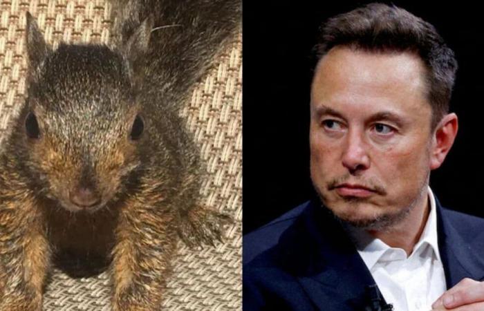 Elon Musk piange l'eutanasia di Peanut