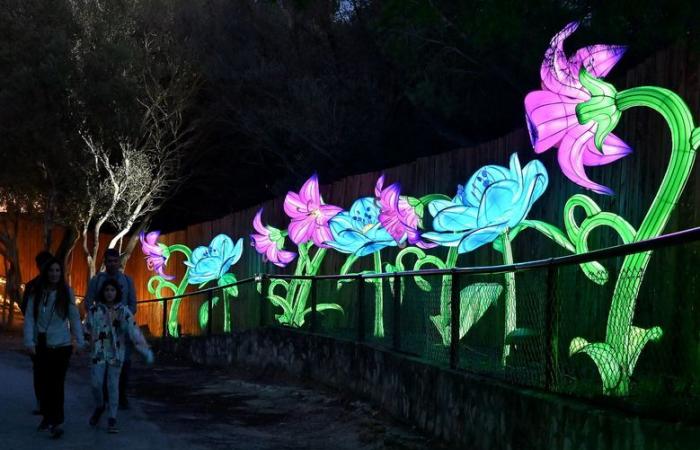 FOTO – Le luci dell'Africa nella Riserva africana di Sigean: magia visiva vicino a Narbonne