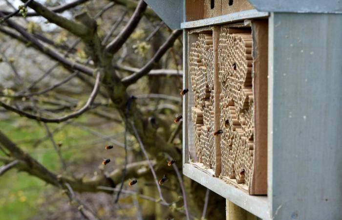 “A differenza del riscaldamento globale, la crisi della biodiversità non è intesa come un rischio dalle classi dirigenti”