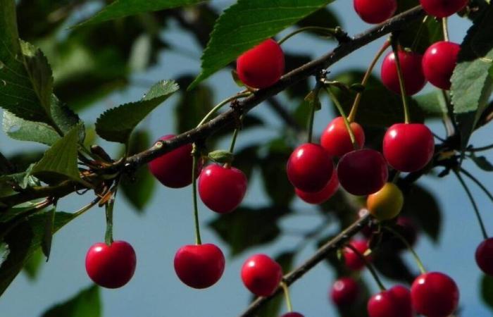 In questo comune di Seine-Saint-Denis, il municipio offre ai residenti 600 alberi da frutto