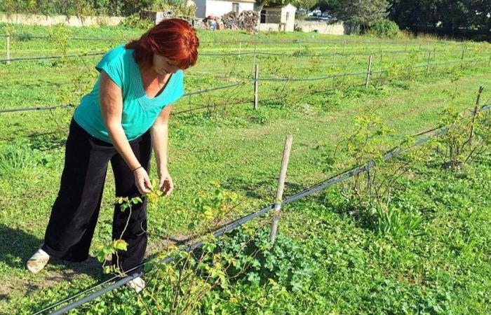 Un agricoltore del Vaucluse messo in difficoltà dalla Rsa condizionato a 15 ore di attività