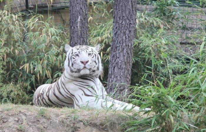 è morta una tigre bianca dello zoo di La Flèche