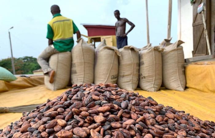 I coltivatori di cacao del Ghana accumulano semi in previsione di prezzi più alti