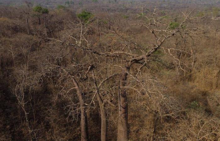 Verde tra le ceneri: la savana brasiliana, resistente agli incendi