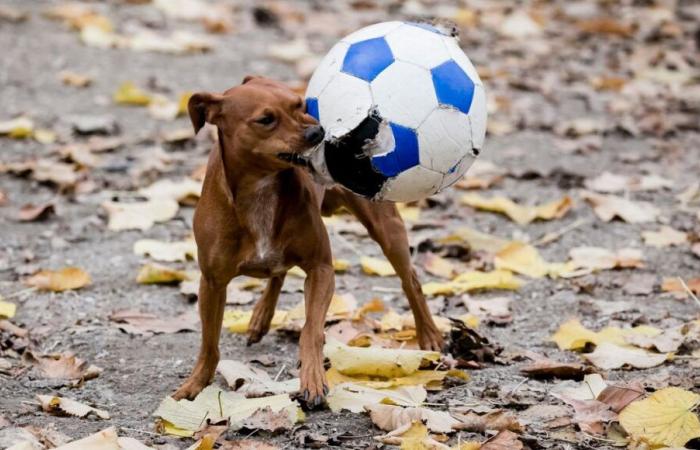 “Sono recidivi”: questo municipio della Dordogna fa pagare i proprietari di cani randagi