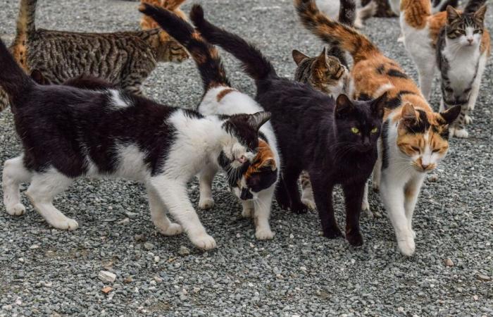 In questo comune saranno sanzionati i proprietari di animali randagi