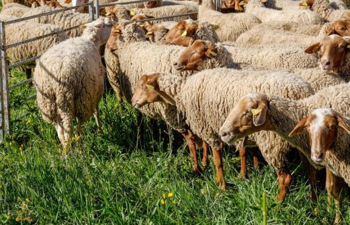 Di fronte alla progressione della febbre catarrale degli ovini, il prefetto dell'Hérault chiede agli allevatori di vaccinare i loro animali