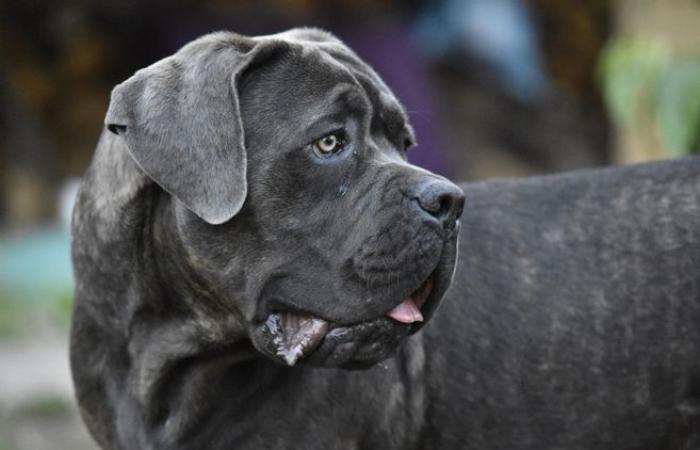 Côte-d'Or: condannato per vagabondaggio del suo cane, sceglie di non ritirarlo alla SPA