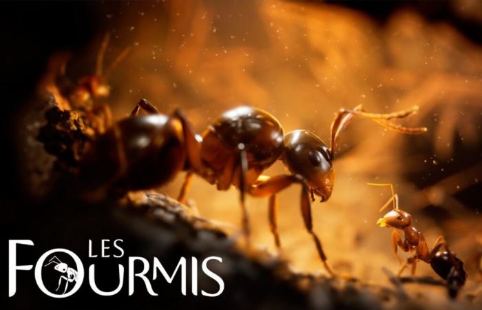 Il gioco Ants ha un prezzo pazzesco poco prima del suo lancio