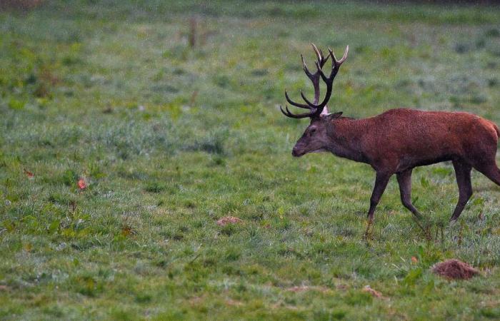 un cacciatore calpestato da un cervo in relativa emergenza