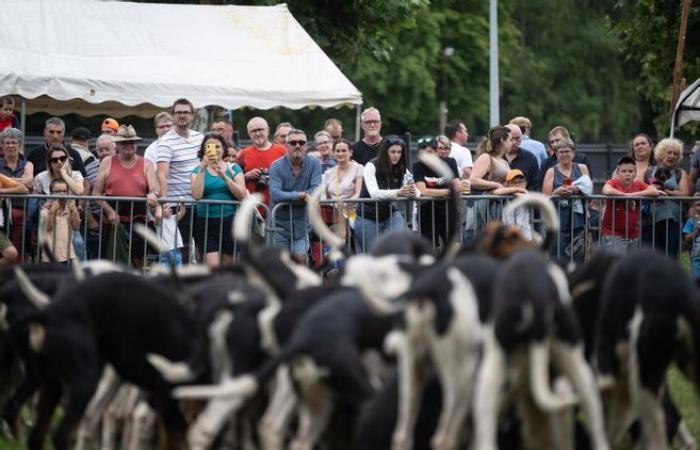 Caccia contestata nel Loiret: “Non siamo briganti”, reagisce la società di caccia