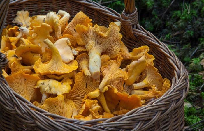 GRAND LARGE, Raccolta di funghi nel Morbihan