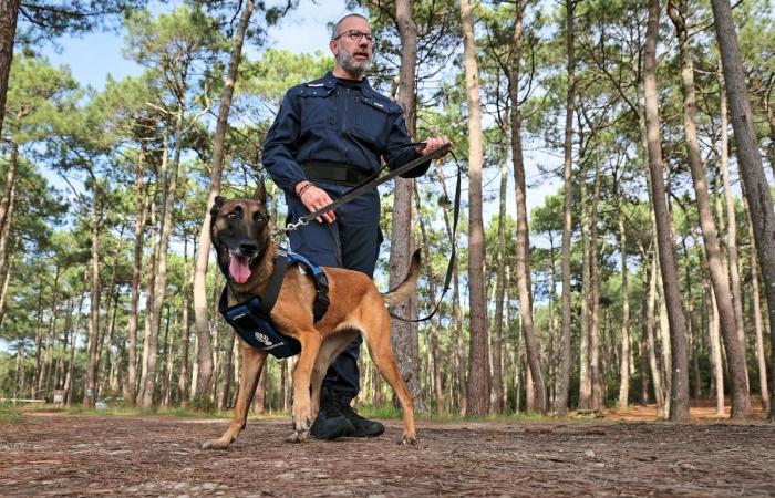 dalla SPA, un Malinois è oggi l'orgoglio della gendarmeria armata