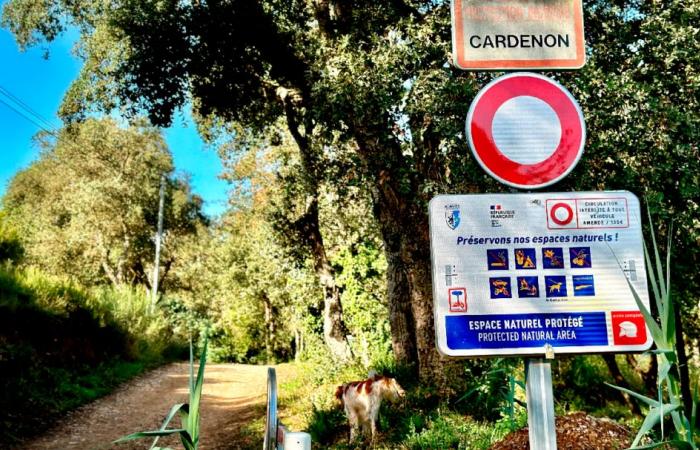 Giovane padre, raccolta di funghi con gli amici… Sappiamo di più sull'incidente di caccia a Bormes