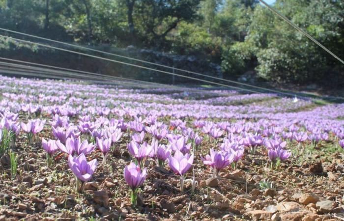 Sapevi che Gard produce lo zafferano, la spezia più preziosa al mondo?