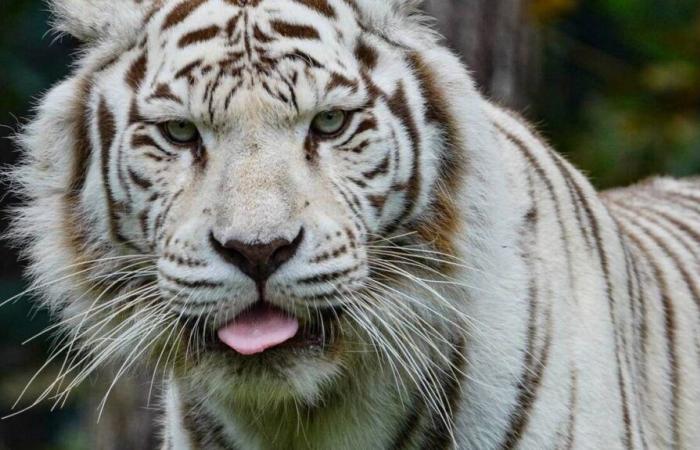 Una tigre è morta allo zoo La Flèche