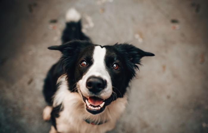 L'Associazione per la Protezione degli Animali di Saint-Gilles ha bisogno di te