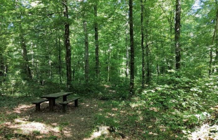 ha finito per farsi amputare la gamba dopo aver raccolto in una foresta a Bormes-les-Mimosas