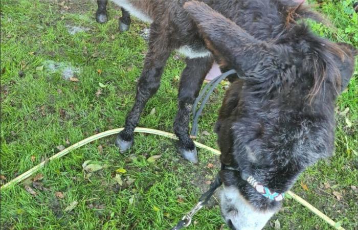 Un'indagine è stata aperta in seguito al ritrovamento di un cavallo e di un asino sofferenti in Vandea