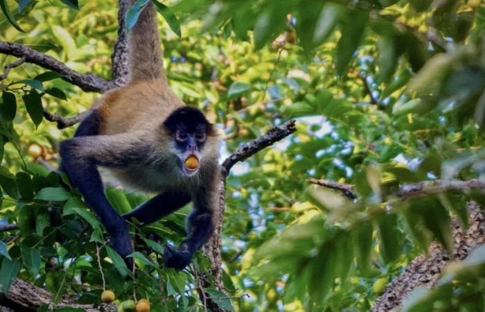 Cosa fa davvero l'alcol agli animali selvatici: rivelazioni sorprendenti