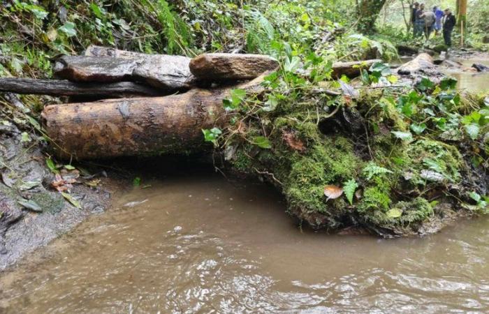 La campagna per migliorare gli habitat dei pesci continua nell'Aude