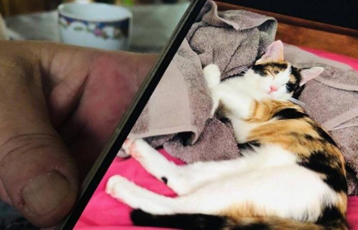 Furto, atto doloso o semplice scomparsa? Roseline ha trovato il suo gattino a Deux-Sèvres