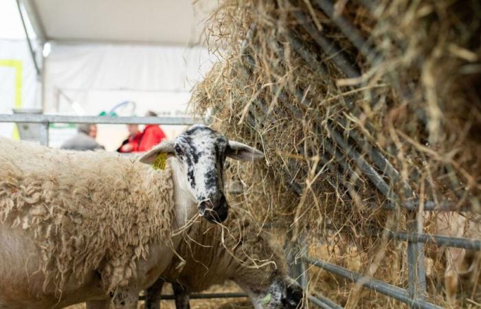 Bluetongue: la Francia ordina due milioni di dosi aggiuntive di vaccino