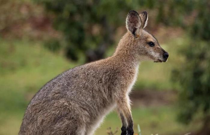 Basso Reno. Skippy, il piccolo canguro fuggitivo è finalmente tornato a casa