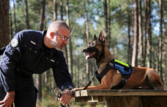 dalla SPA, un Malinois è oggi l'orgoglio della gendarmeria armata